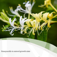 BACIOKIS Honeysuckle Buds Tea Brew Cup steeping into a light floral infusion