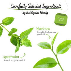 Steaming cup of Bigelow Perfectly Mint Black Tea with mint leaves.