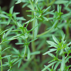 Close up of Birch & Meadow Savory Cut & Sifted ingredients in a jar