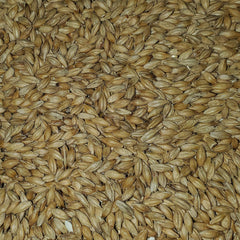 Close-up Briess 2-Row grains showing enzymes for easy mash conversions.