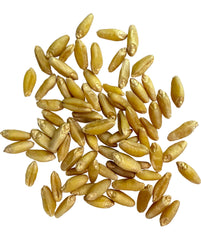 Clear Creek durum wheat berries packaging variations shown for storage.