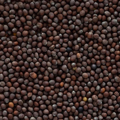 Frontier Co-op brown mustard seed jar, ready for marinades and curries.