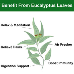 FullChea dried eucalyptus leaves aroma in shower promotes calming ambiance.