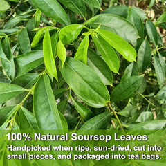 FullChea Soursop Tea cup during steeping, inviting soothing aroma.