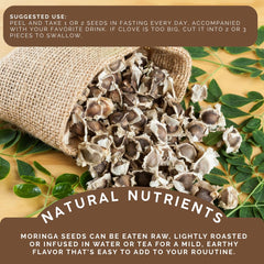 Green Royalty Moringa seeds in tea cup, suggesting a calming daily ritual.