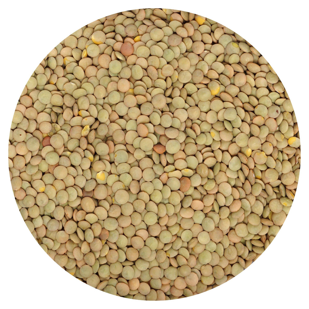 Hampton Distribution green lentils bulk bag - top view, a pantry staple for protein-rich meals.