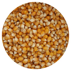 The Hampton Popcorn Company mushroom kernels in a bulk bag for quick, large-batch popping