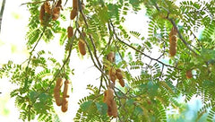 Happy Panda tamarind paste used in Thai, Indian, and Mexican dishes.