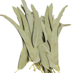HOLFLYING eucalyptus leaves in shower setup for spa-like relaxation
