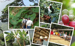 Jim's Organic Coffee artisan roasted beans from a USA facility