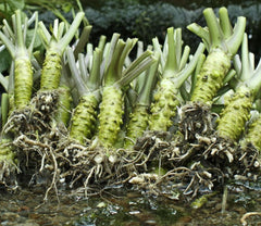 Kameya wasabi delicate flavor elevates sushi, steak, and dressings.