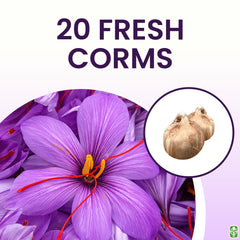 Marde Ross planting-season-ready crocus bulbs support fresh saffron harvests in 2025.