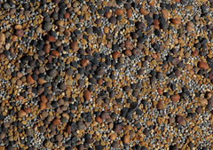 Clover-rich mix viewed in field-ready seed packets.
