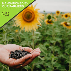 Nut Cravings fresh crunchy seeds highlight healthy snacking option.