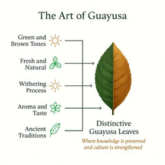 Pacha Guayusa chakra-certified tea showcasing ethical sourcing