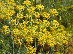 Pollen Ranch fennel pollen jar on counter ready to season meats and vegetables