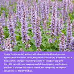 Brewed cup of Samcci Hyssop Tea offers comforting warmth.