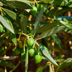 Sanniti Bella di Cerignola olives on charcuterie board, elevating cheese and meat platters.