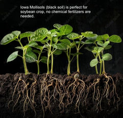 SoyaJoy Laura Soybeans packaging in airtight black foil protects freshness.