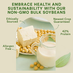 SOYFUL dry soybeans close-up, protein-rich beans ready to soak