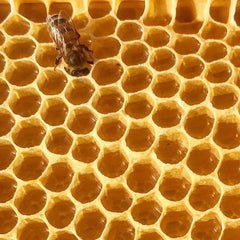 100-count Stakich Clover Honey Stix pack for home and office