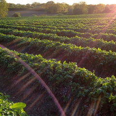 Tiptree Ginger Preserve reflects the Wilkin family farm heritage and careful fruit picking.