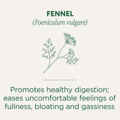 Steeping Traditional Medicinals fennel tea in a cup releasing a sweet, calming aroma.