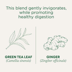 Traditional Medicinals Green Tea Ginger cup steaming for digestion-friendly moments