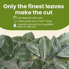 Tropical Teahouse handpicked soursop leaves on a tray, vibrant and fresh enamel