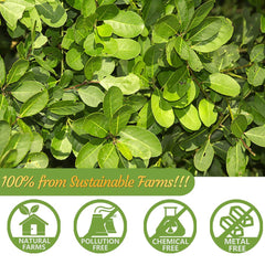 ULTHMOK unsmoked yerba mate leaves close-up, pure flavor from natural harvest