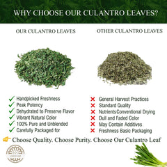 VERDIVIBE culantro leaves closeup aroma captures bold fragrance ideal for soups and curries.
