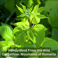 Wild Bliss Romanian wildcrafted raspberry leaves indicating single-origin quality