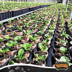 Yaucono ground coffee beans ready for grinding for fresh flavor.