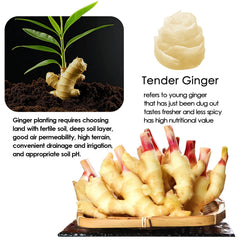 YUHO sushi ginger with mild zest pairs well with raw fish.