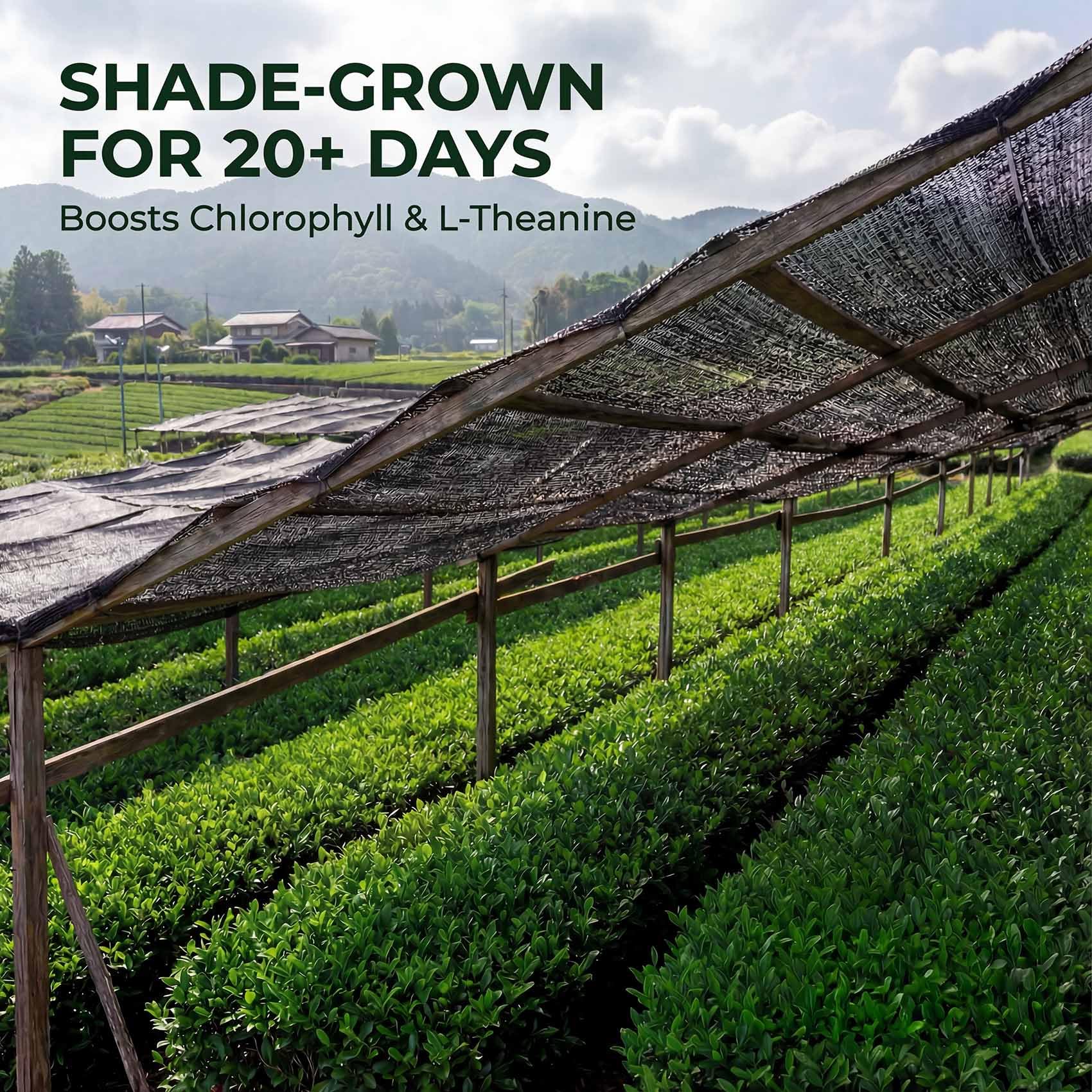 35°N MATCHA ceremonial-grade powder delivers silky smooth sips ideal for lattes.