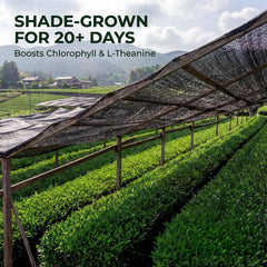 35°N MATCHA ceremonial-grade powder delivers silky smooth sips ideal for lattes.