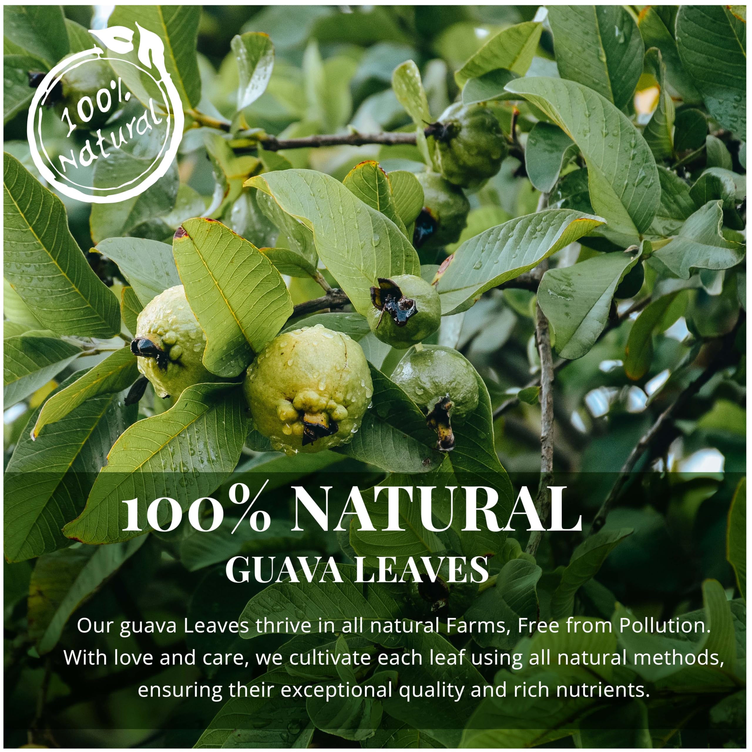 Akshit guava leaf tea being brewed, releasing fragrant aroma.