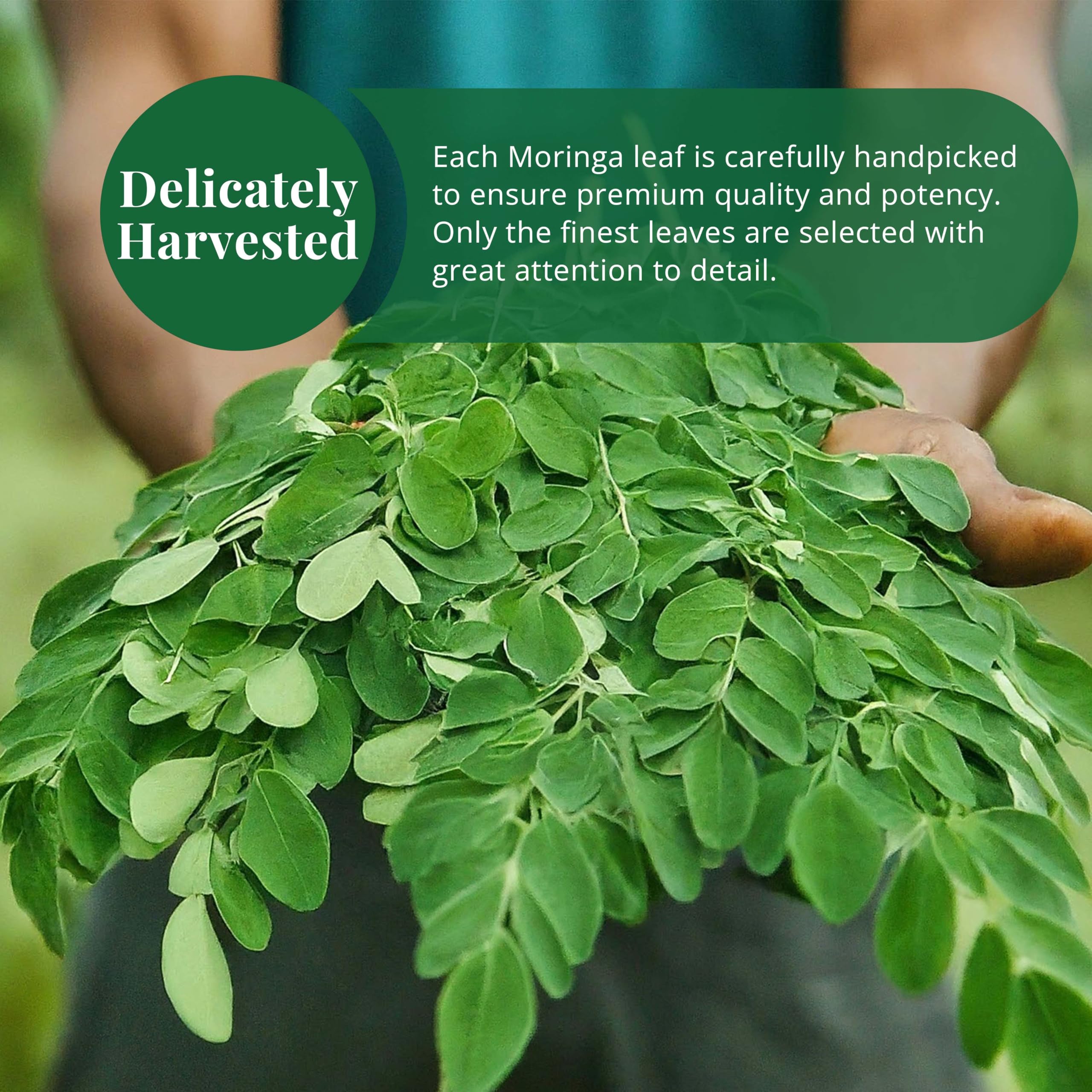 Brewing Akshit Moringa tea in a cup with inviting aroma