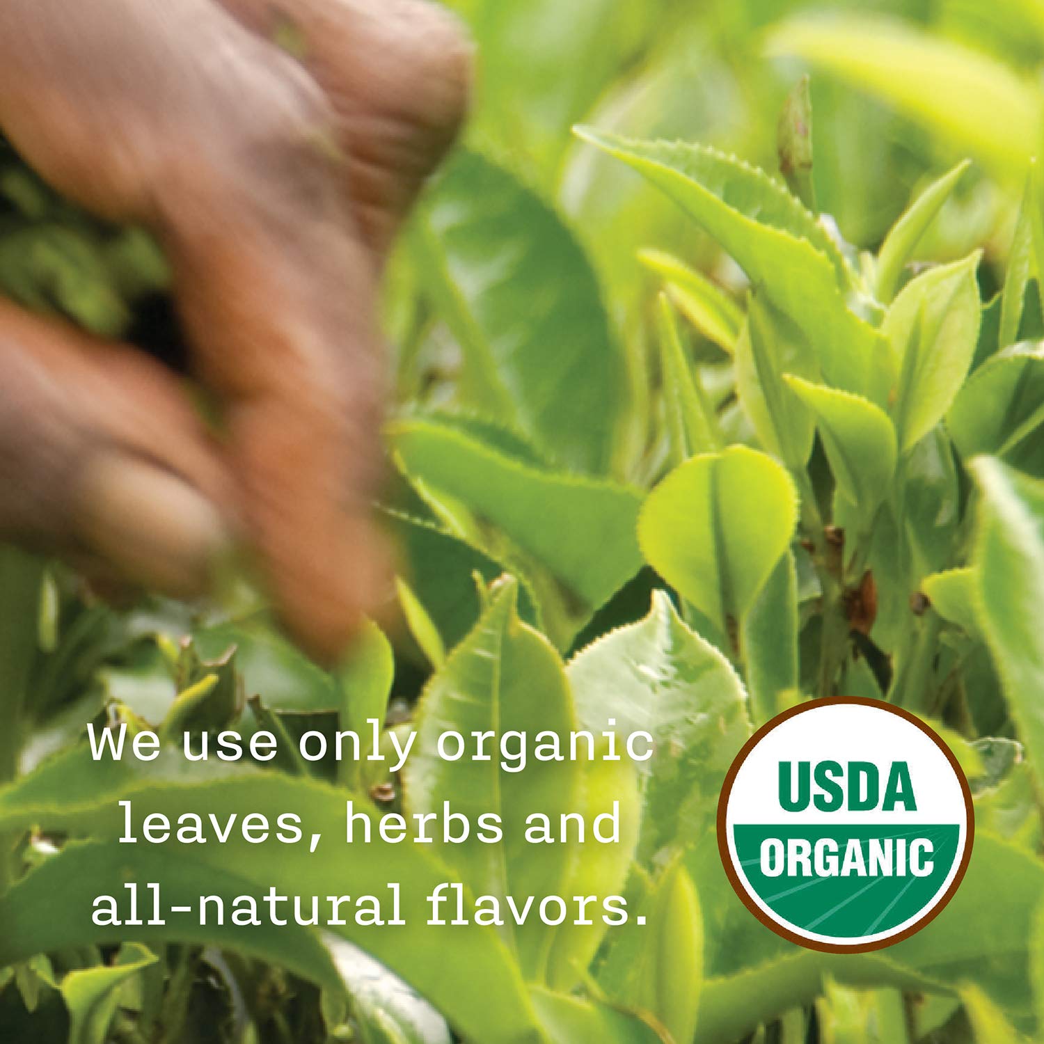 Allegro Tea Organic Breakfast Blend packaging highlights organic certifications and origin.