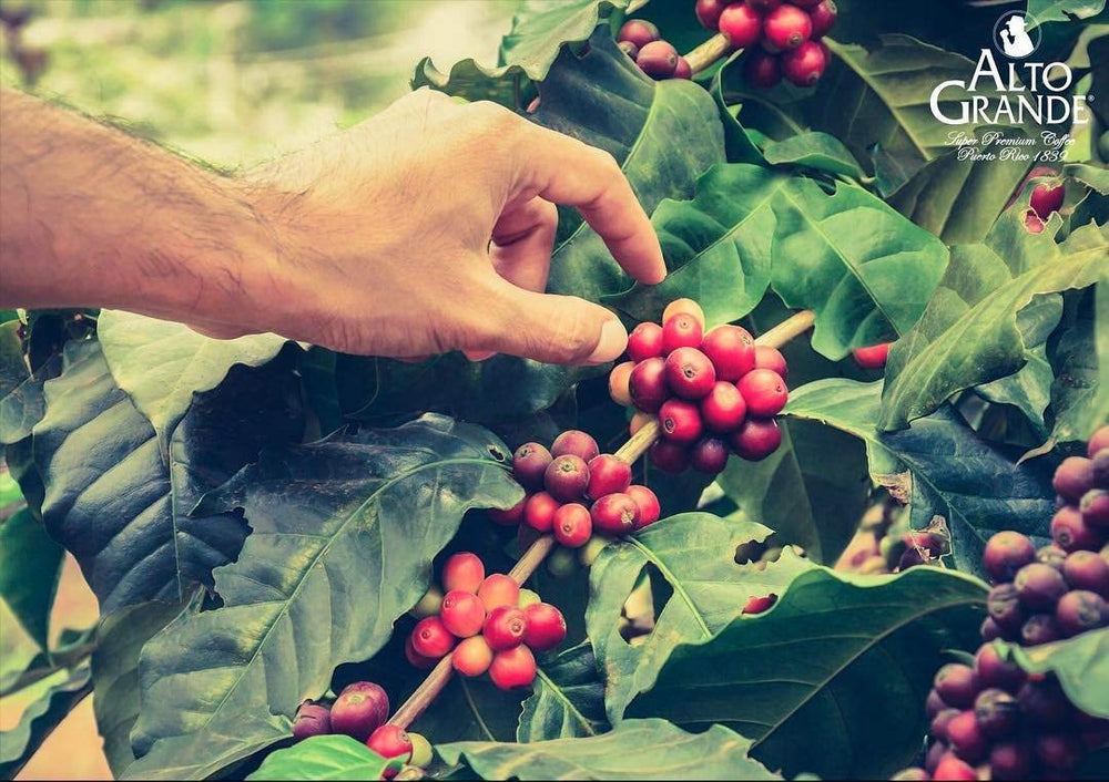 Alto Grande Hacienda history image nods to centuries of coffee