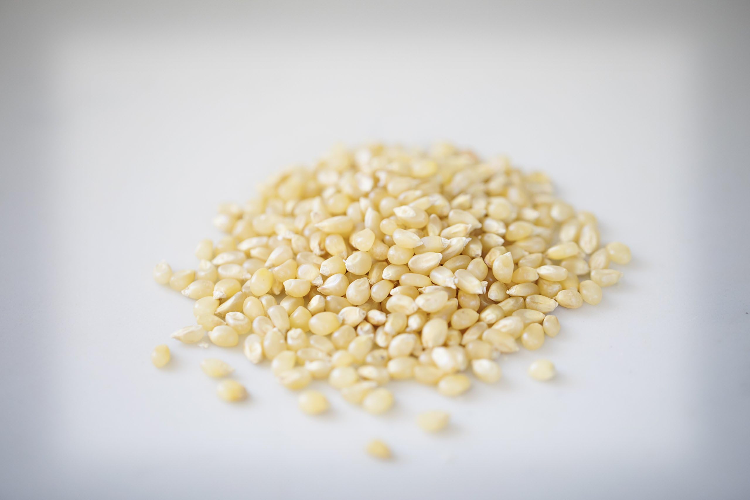 Amish Country Popcorn baby white kernels close-up ready to pop.