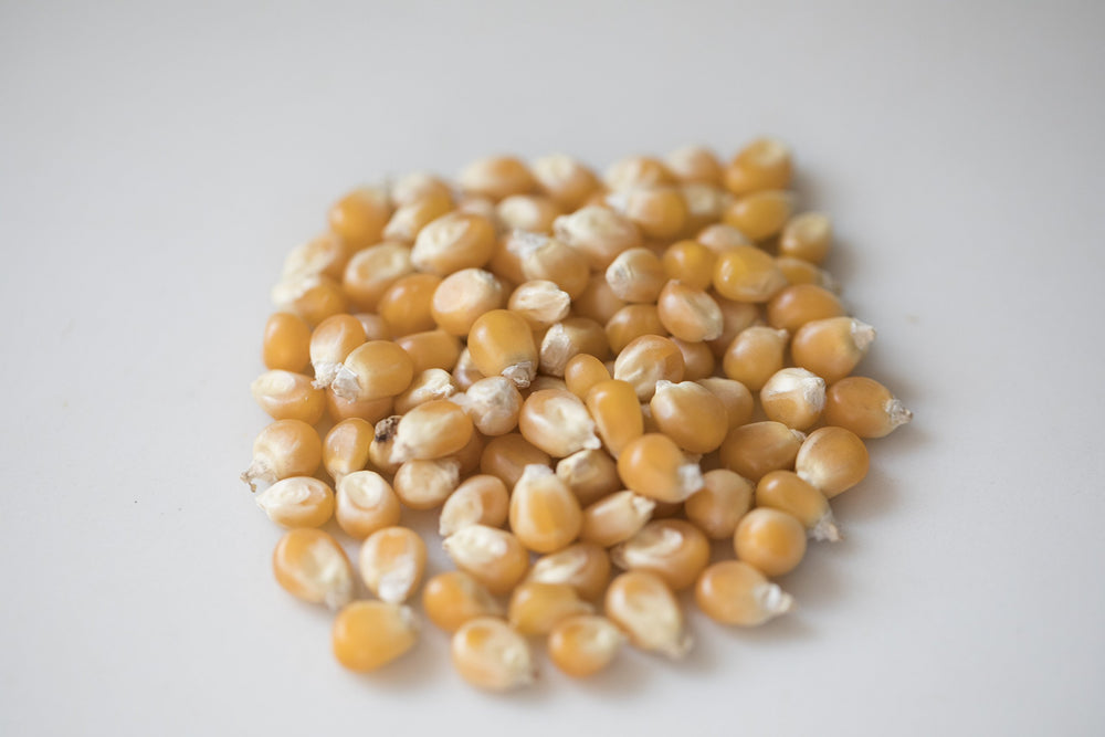Amish Country Popcorn mushroom kernel close-up for gourmet popcorn texture