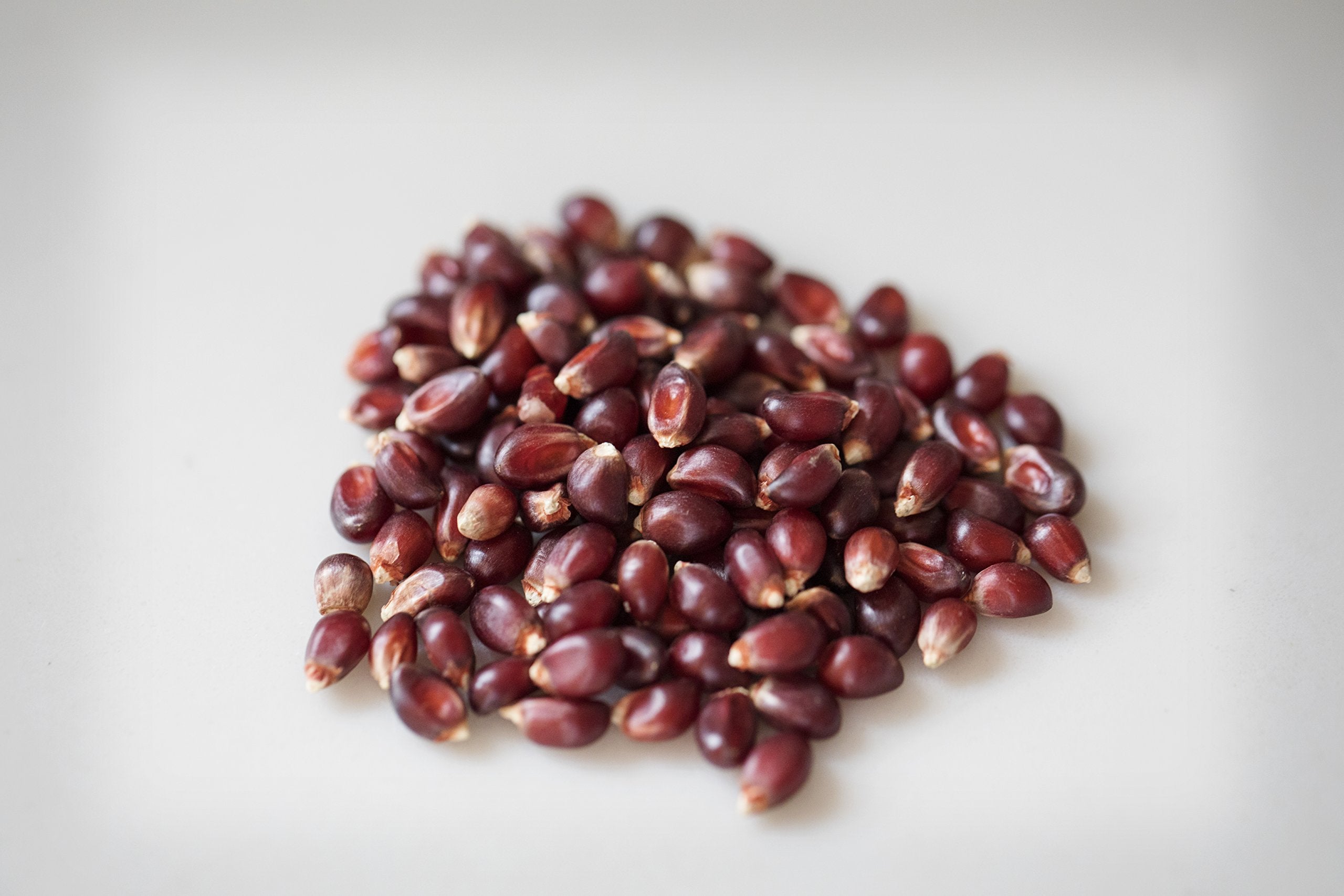Amish Country Popcorn red kernel close-up – vibrant color for popping