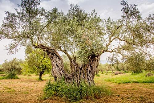 Ancient Foods Keros olive oil from Mount Taygetos grove, traditional Greek farming.