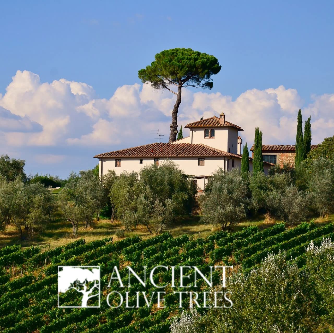 Ancient Olive Trees olive juice glass martini with briny finish
