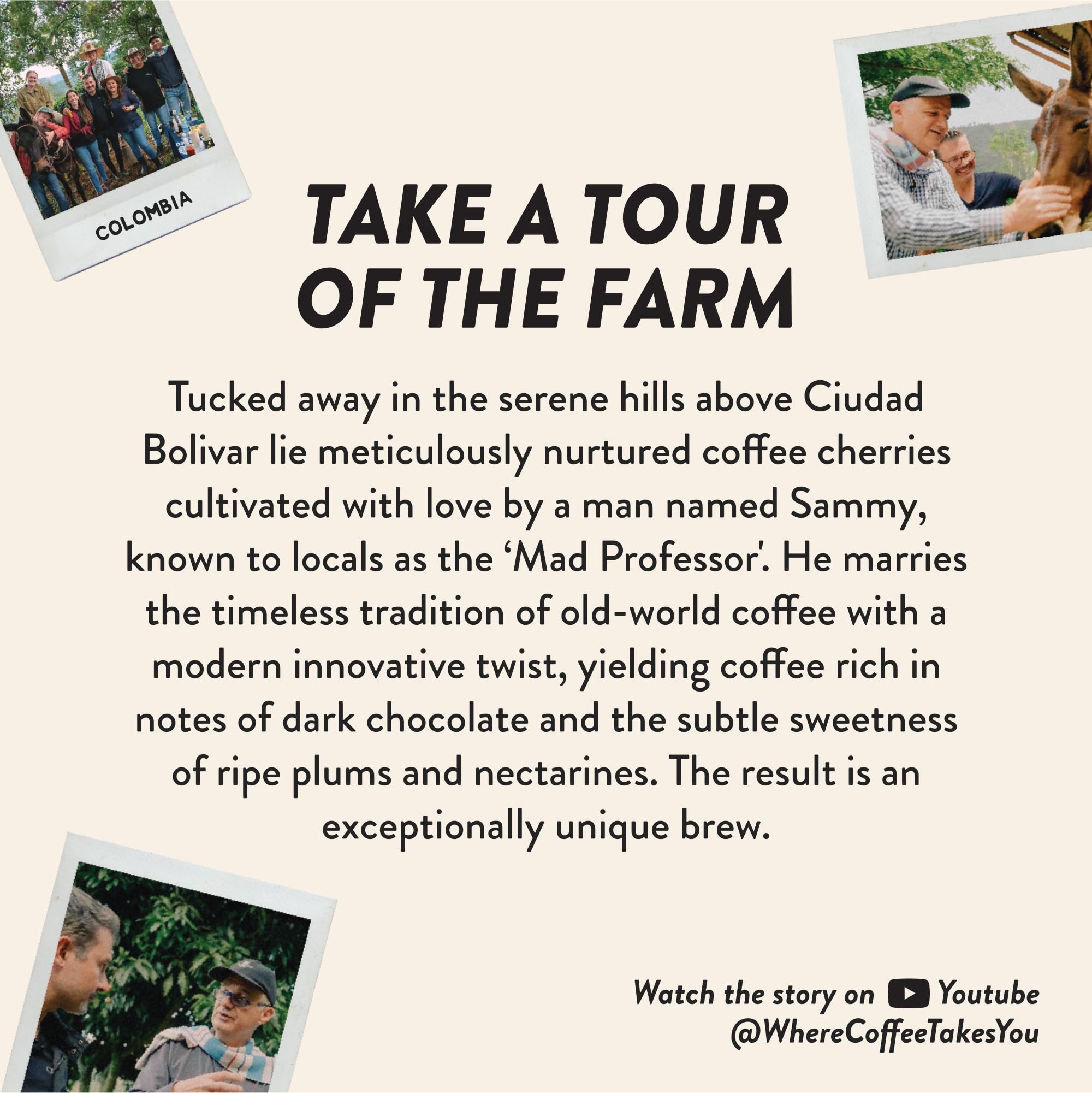 Colombia Arabica beans used in Angelino's Reserve for smooth flavor.