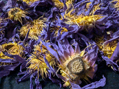 Ankhclave Sesen hand-picked lotus flowers ready to steep for a delicate brew.