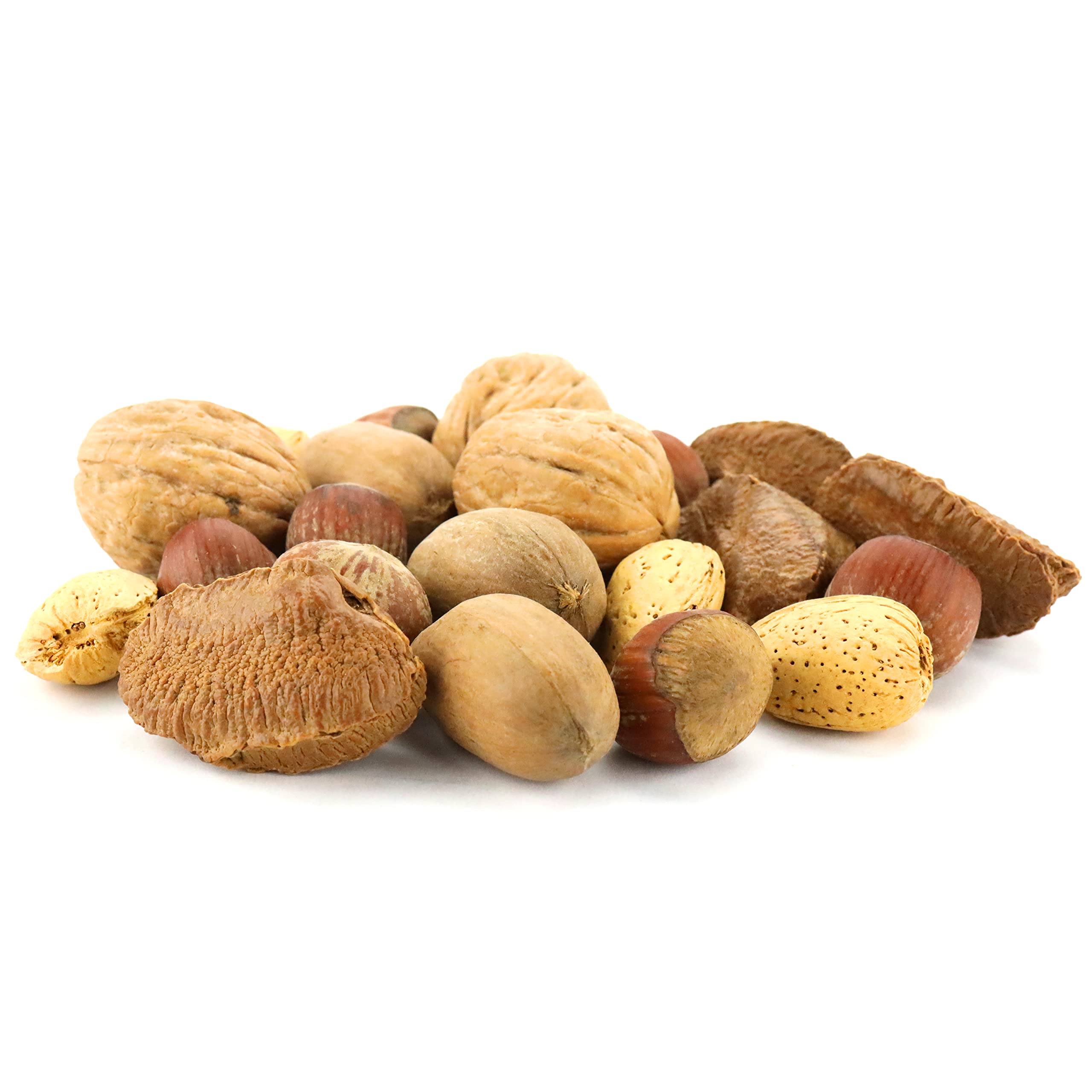 Anna and Sarah large Oregon hazelnuts in shell great for snacking