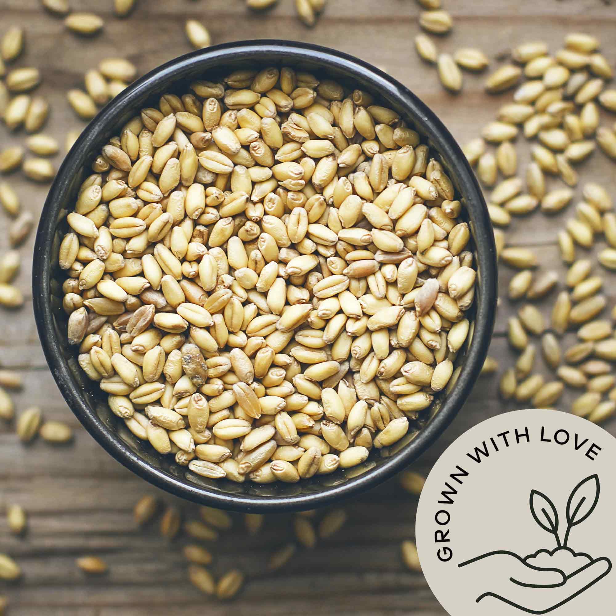 Be Still Farms hulled barley ground flour idea, easy to bake or thicken recipes.