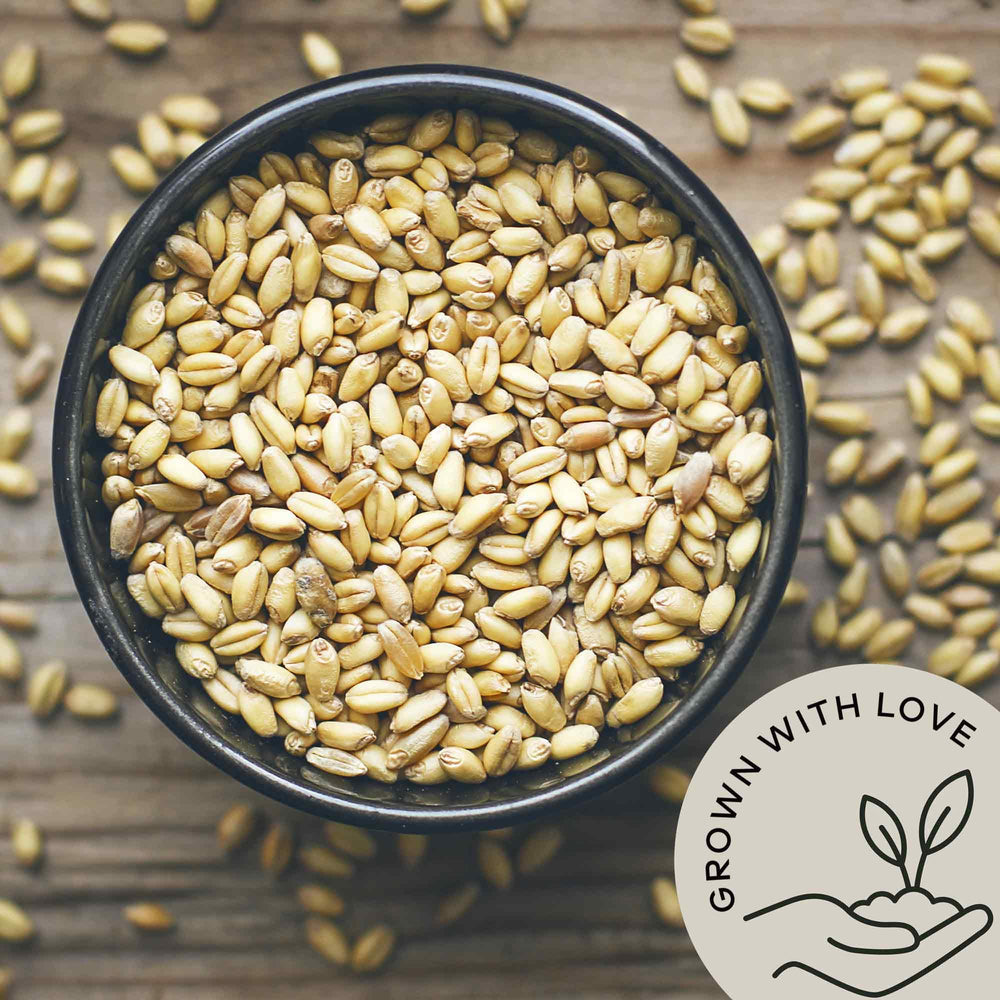 Be Still Farms hulled barley ground flour idea, easy to bake or thicken recipes.